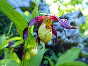 Cypripedium parviflorum