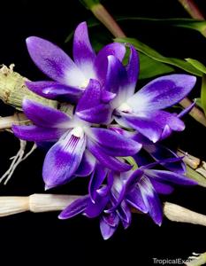 Dendrobium victoriae-reginae