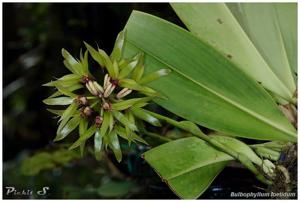 Bulbophyllum foetidum