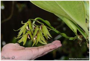 Bulbophyllum foetidum