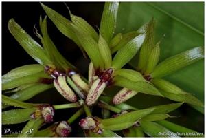 Bulbophyllum foetidum