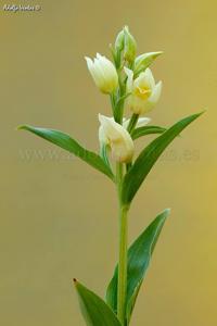 Cephalanthera damasonium