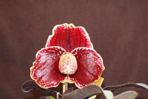 Paphiopedilum godefroyae