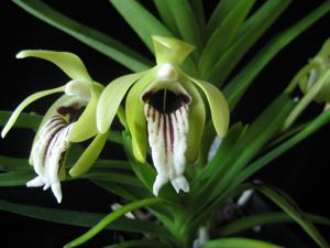 Vanda longitepala