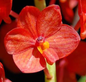 Vanda curvifolia