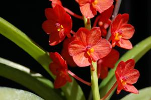 Vanda curvifolia