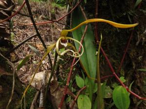 Maxillaria fractiflexa