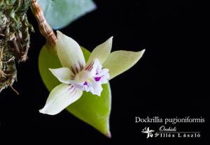 Dendrobium pugioniforme