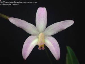 Cattleya reginae