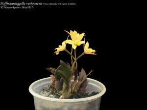 Cattleya verboonenii