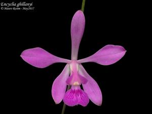 Encyclia jenischiana