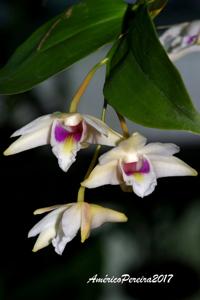 Dendrobium platygastrium