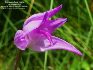Cephalanthera rubra
