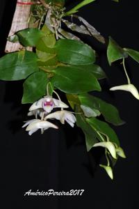 Dendrobium platygastrium