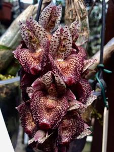 Catasetum ivaneae