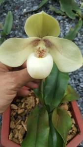 Paphiopedilum hangianum