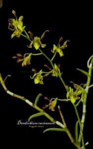 Dendrobium racieanum