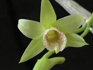 Dendrobium macrostachyum