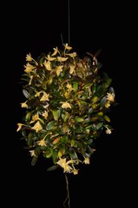 Dendrobium hymenanthum