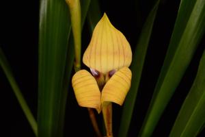 Trigonidium egertonianum