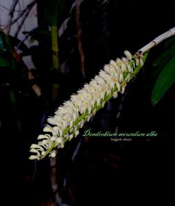 Dendrobium secundum var. album