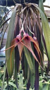 Masdevallia caesia