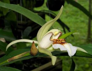 Coelogyne lawrenceana