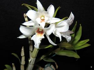 Dendrobium draconis