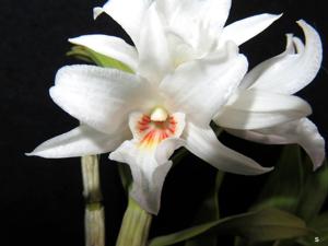 Dendrobium draconis