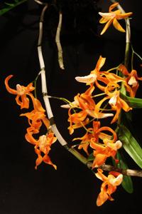 Dendrobium unicum