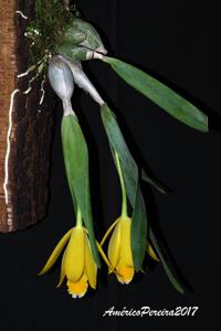 Prosthechea citrina