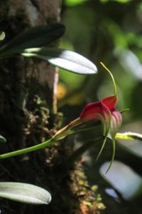 Masdevallia reichenbachiana