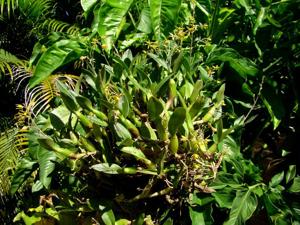 Epidendrum avicula