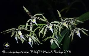 Prosthechea prismatocarpa