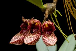 Bulbophyllum frostii