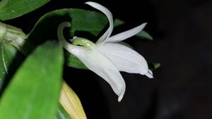 Dendrobium ceraula