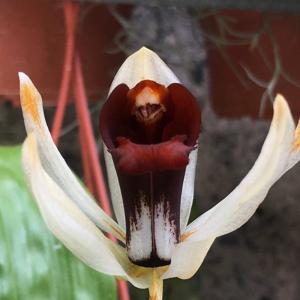 Coelogyne usitana