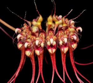 Bulbophyllum gracillimum