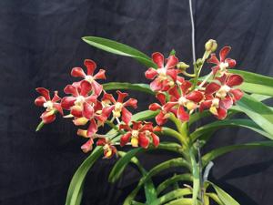 Vanda mariae