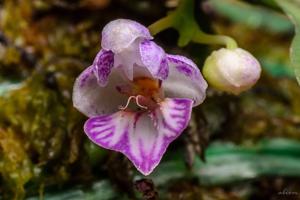 Phalaenopsis appendiculata