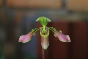 Paphiopedilum bullenianum