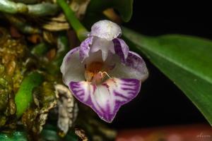 Phalaenopsis appendiculata