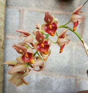 Catasetum spitzii