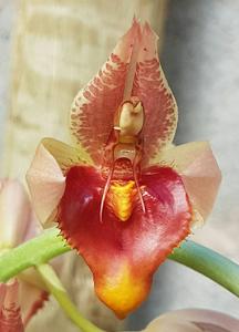 Catasetum spitzii