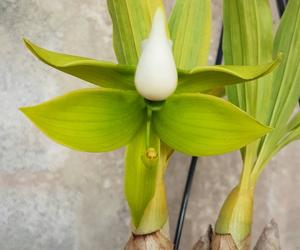 Cycnoches lehmannii