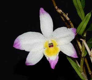 Dendrobium vietnamense