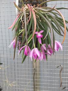 Leptotes pohlitinocoi