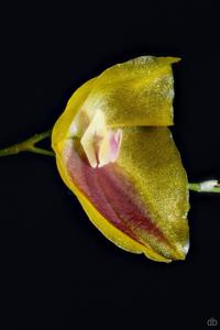 Lepanthes escobariana