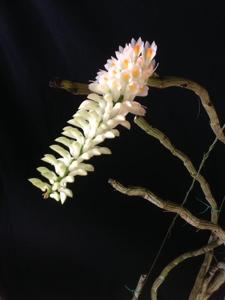 Dendrobium secundum