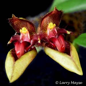 Bulbophyllum pingtungense